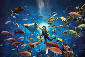 Dubai: Dykupplevelsen i de förlorade kamrarna i Atlantis akvarium