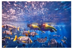 Dubai: The Lost Chambers Aquarium Snorkeling Experience