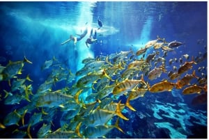 Dubai: The Lost Chambers Aquarium Snorkeling Experience