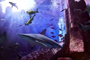 Dubai: The Lost Chambers Aquarium Ultimate Atlantis Snorkel