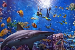 Dubai: The Lost Chambers Aquarium Ultimate Atlantis Snorkel