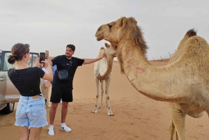 Dune Drive Sand Board Camel Ride Dinner Buffet Dubai