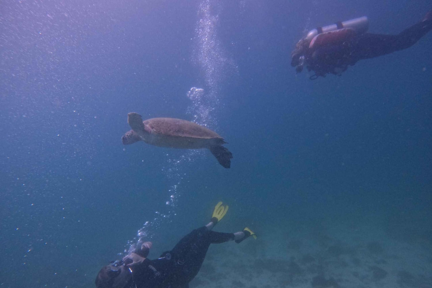 Vanuit Dubai: 2 duiken voor gebrevetteerde duikers met BBQ & Transfer