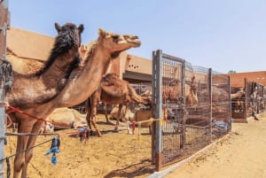 From Dubai: Al Ain City Full-Day Sightseeing Tour with Lunch