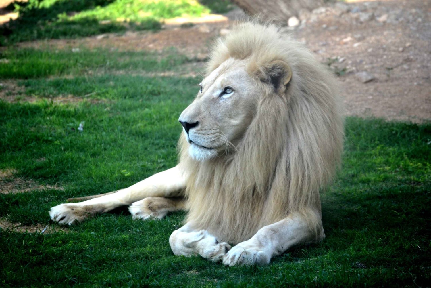 Fra Dubai: Byrundvisning i Al Ain