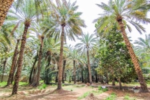 De Excursão turística de dia inteiro à Cidade Jardim de Al Ain