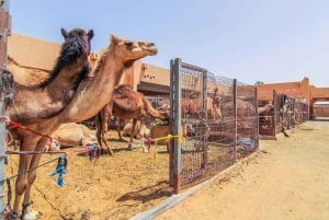 From Dubai: Al Ain Garden City Full-Day Sightseeing Tour