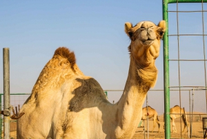 From Dubai: Desert Safari, BBQ, Quad Biking, Shisha & Drinks