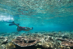 From Dubai: Discovery Scuba Diving for Beginners In Fujairah