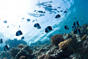 Da Dubai: Scoperta delle immersioni subacquee per principianti a Fujairah