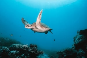 From Dubai: Discovery Scuba Diving & Snorkeling In Fujairah