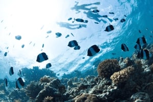 From Dubai: Discovery Scuba Diving & Snorkeling In Fujairah