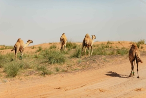 Depuis Dubaï : Visite de la côte est de Fujairah
