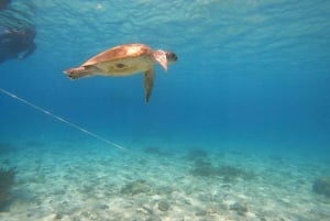 From Dubai: Fujairah Sea Turtles Snorkeling Tour with Lunch