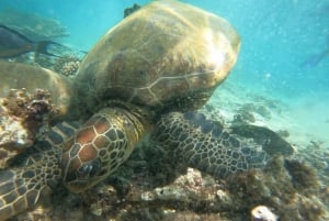 From Dubai: Fujairah Sea Turtles Snorkeling Tour with Lunch