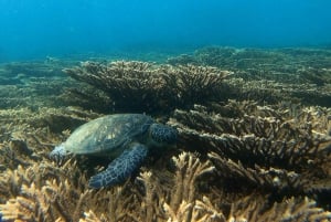 From Dubai: Fujairah Sea Turtles Snorkeling Tour with Lunch