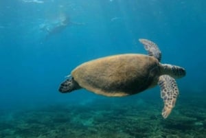 From Dubai: Fujairah Sea Turtles Snorkeling Tour with Lunch