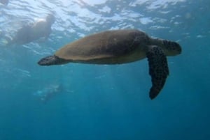 From Dubai: Fujairah Sea Turtles Snorkeling Tour with Lunch