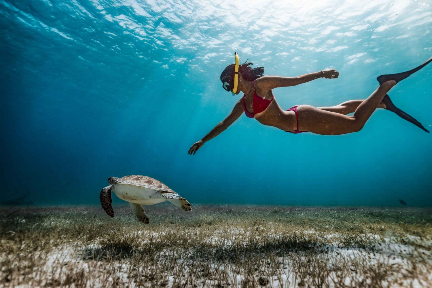 De Dubai: Snorkeling em Fujairah com tartarugas, traslado e churrasco