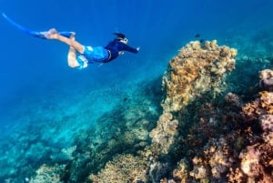 De Dubai: viagem de mergulho com snorkel para Fujairan