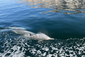 ドバイ発、アラビアのノルウェーへ|テレグラフ島|ダウ船クルーズ