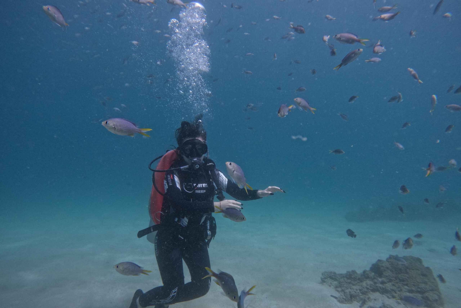 Dubai: Sukellus, snorklaus, grillateria ja kuljetus