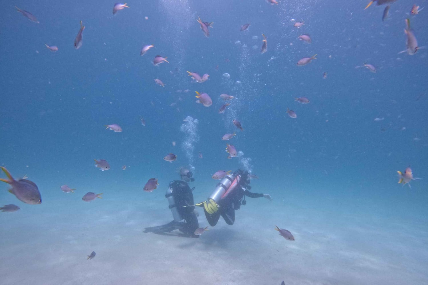 Dubai: Sukellus, snorklaus, grillateria ja kuljetus