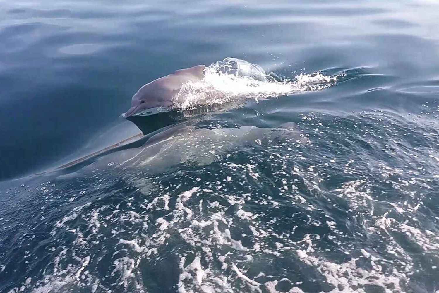 Desde EAU: Musandam Khasab Excursión de avistamiento de delfines con almuerzo