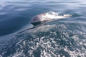 From UAE: Musandam Khasab Dolphin Watching Trip with Lunch