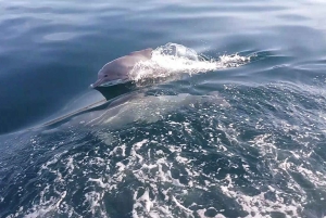 Desde EAU: Musandam Khasab Excursión de avistamiento de delfines con almuerzo