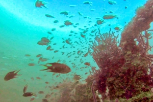 Fujairah: 2-Tank Diving Experience
