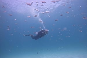 Fujairah: Dykkeroplevelse med BBQ-frokost og transfer