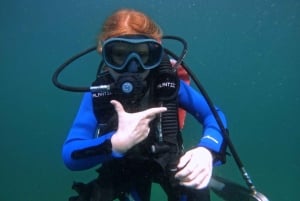 Fujairah: Prøv dykkeropplevelse med undervannsbilder