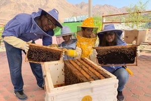 Hatta Discovery: onbeperkt kajakken en honingbijavontuur