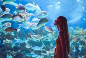 Passeio mágico de 8 horas pelo Dubai com experiência no Burj Khalifa