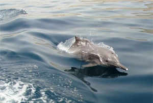 Musandam Khasab Full-Day Cruise with Transfers & Lunch