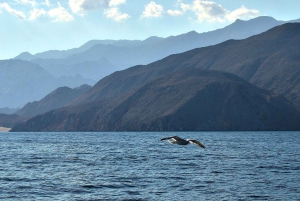 Musandam Khasab Full-Day Cruise with Transfers & Lunch