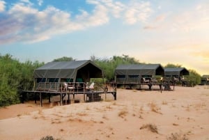 Dubai: Overnight Desert Safari Dune Drive, Private Tent, BBQ