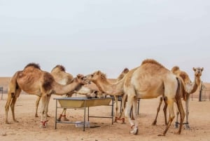 Overnight Dubai Desert Safari with BBQ Dinner
