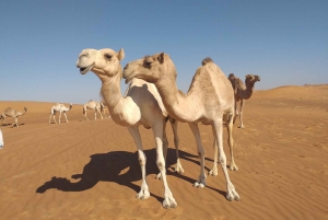 Dubai Private Morning Jeep Wrangler Desert & Sandboarding