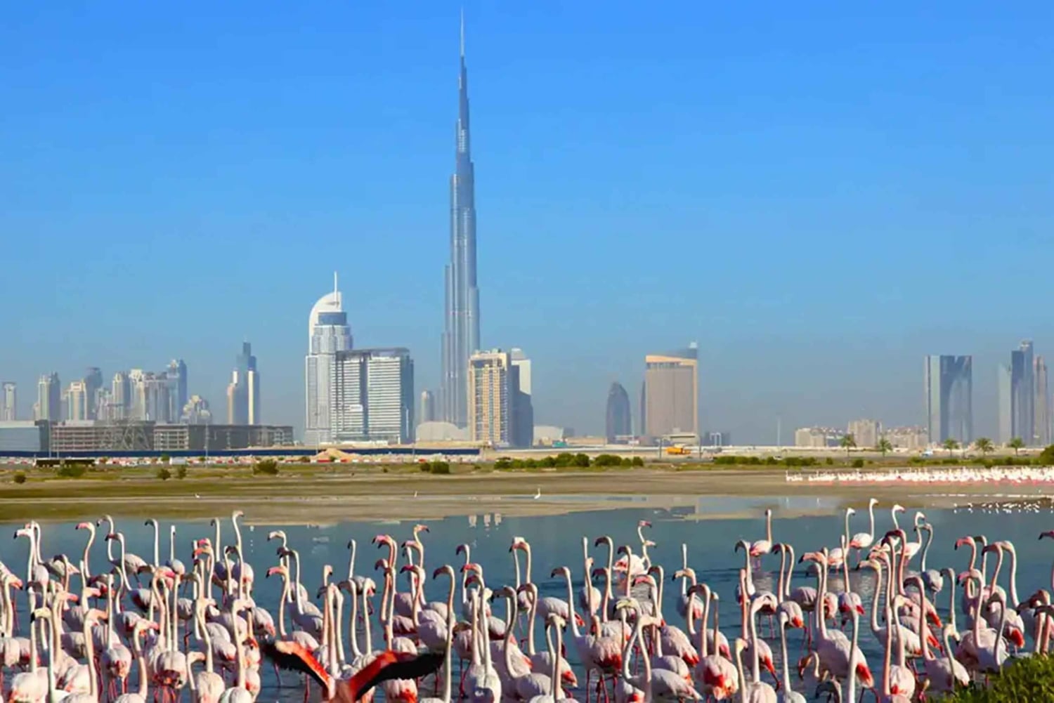 Santuario della fauna selvatica di Ras Al Khor con tour della città di Dubai