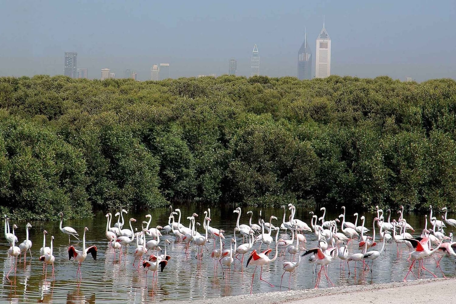 Santuario della fauna selvatica di Ras Al Khor con tour della città di Dubai