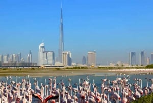 Ras Al Khor Wildlife Sanctuary with Dubai City Tour