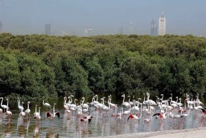 Ras Al Khor Wildlife Sanctuary with Dubai City Tour