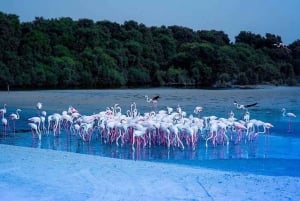 Ras Al Khor Wildlife Sanctuary with Dubai City Tour