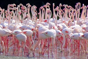 Ras Al Khor Wildlife Sanctuary with Dubai City Tour