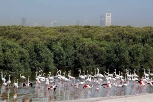 Santuario della fauna selvatica di Ras Al Khor con tour della città di Dubai