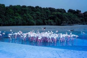 Santuario della fauna selvatica di Ras Al Khor con tour della città di Dubai