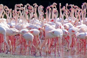 Santuario della fauna selvatica di Ras Al Khor con tour della città di Dubai
