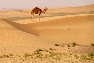 Sunrise Desert Tour Dune Bashing Sand Boarding Camel Ride